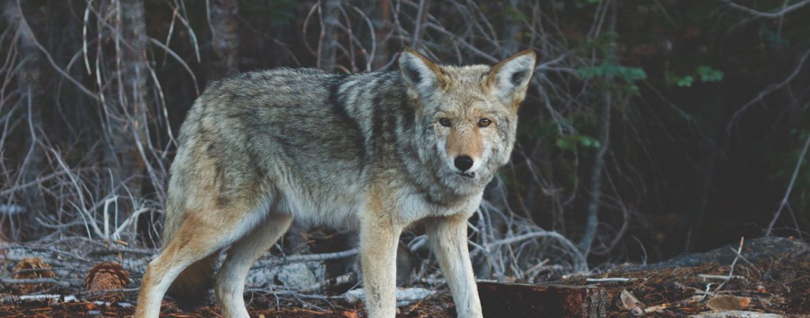 Lobo, cuerpo del lobo
