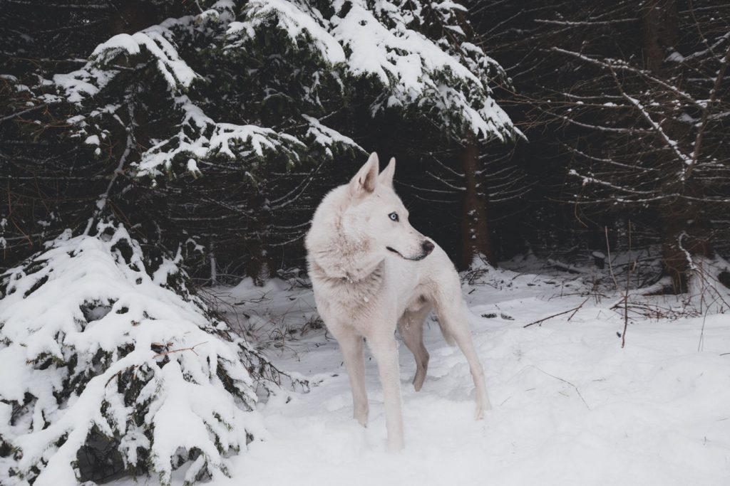 lobo blanco en la nieve