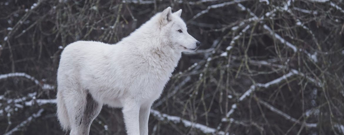 lobo ártico