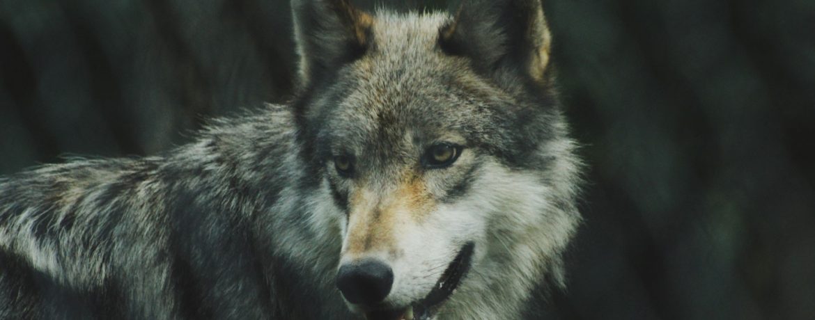 lobo ibérico alfa de una manada de lobos