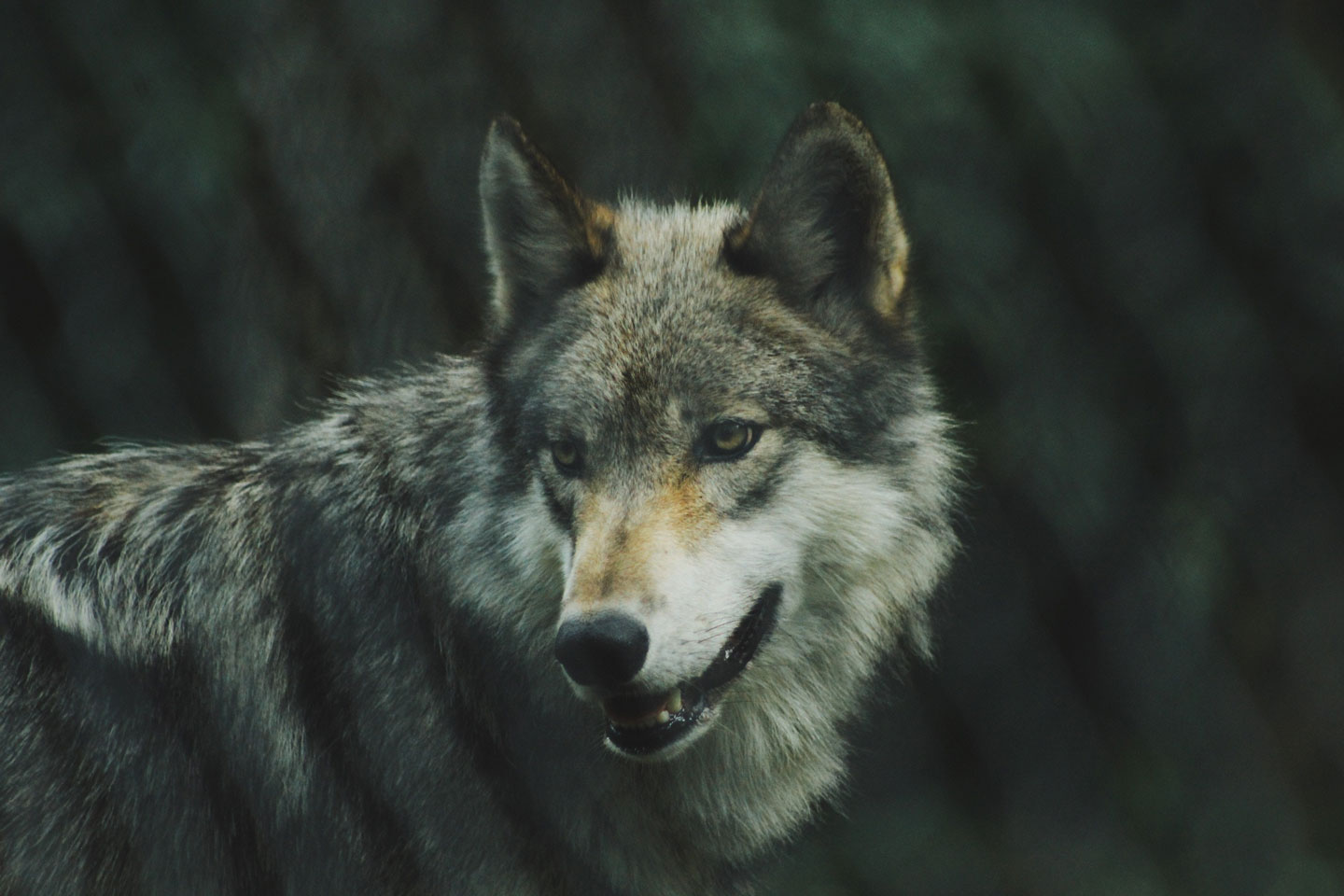 lobo ibérico alfa de una manada de lobos