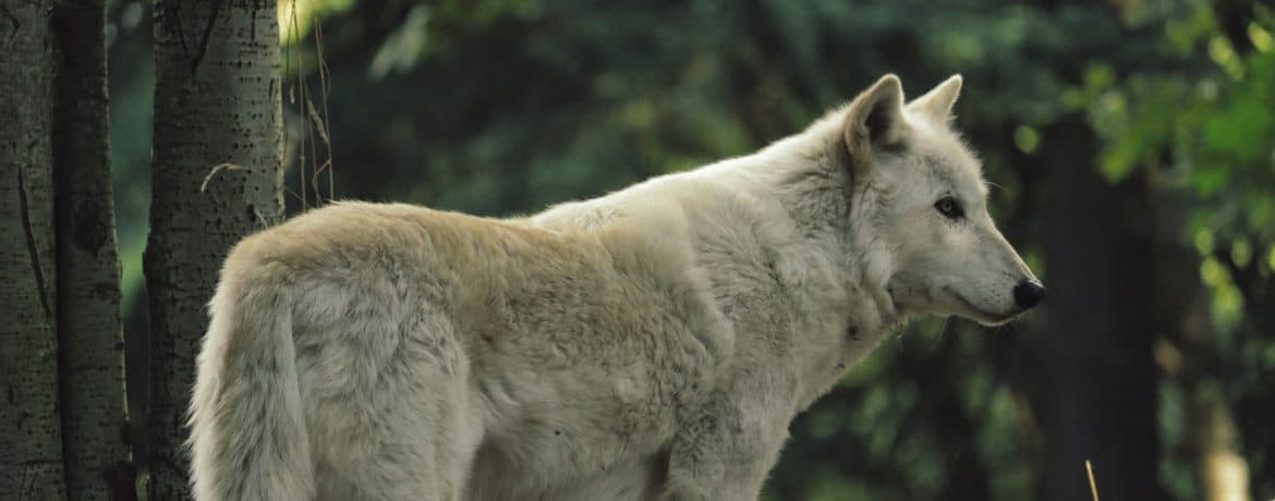 perro lobo