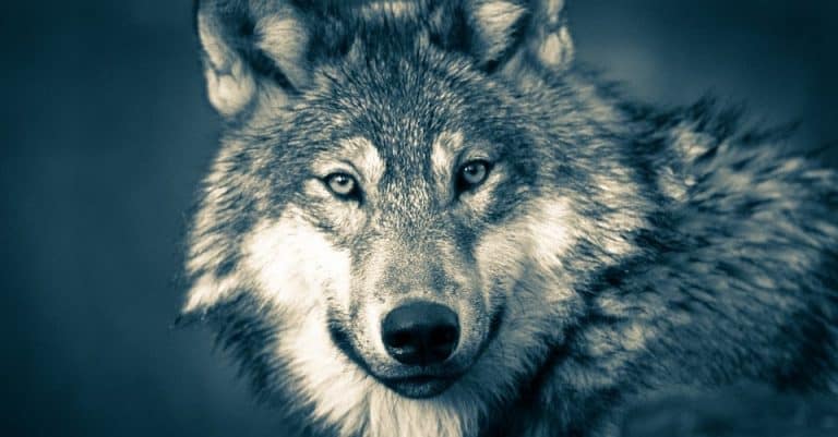 LOBO GRIS - Conoce a esta apasionante especie de lobo