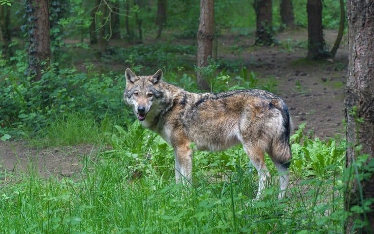 LOBO GRIS - Conoce a esta apasionante especie de lobo
