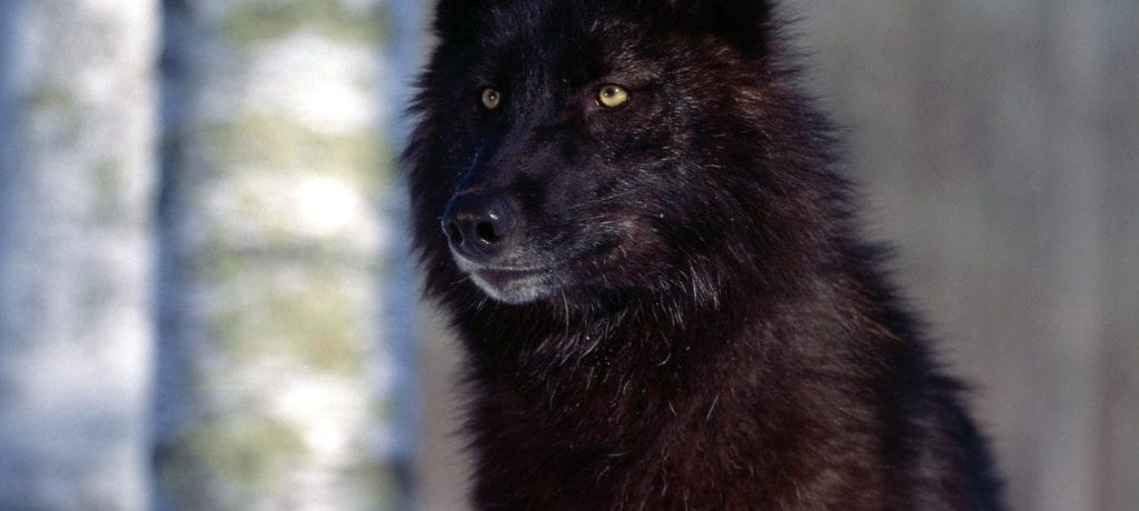 lobos negros
